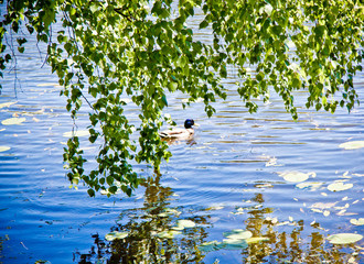wide forest lake under the blue sky