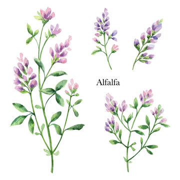 Hand drawn watercolor vector botanical illustration of Alfalfa.