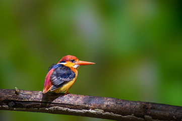 Fototapeta premium Oriental Dwarf Kingfisher on the branch on green background.