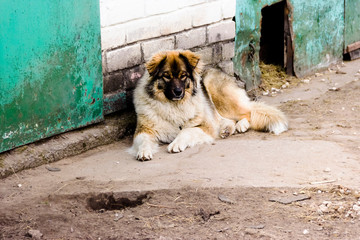 Fluffy Caucasian shepherd dog