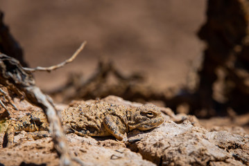 Phrynocephalus helioscopus agama close portrait in nature