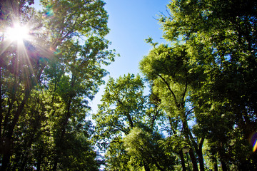 green trees in the park against the blue sky