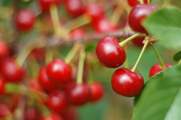 cherries on tree close-up