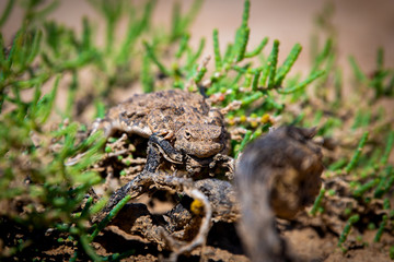 Phrynocephalus helioscopus agama close portrait of in nature
