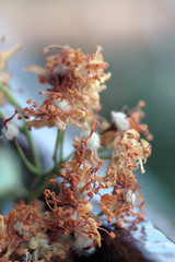 Linden color dried for medicinal purposes closeup. Shallow depth of field