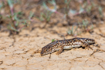 Steppe runner lizard or Eremias arguta close on dry ground