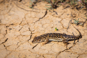 Steppe runner lizard or Eremias arguta close on dry ground
