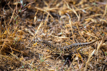 Steppe runner lizard or Eremias arguta close on dry ground