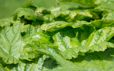 healthy gree leaf background