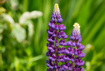 lupins