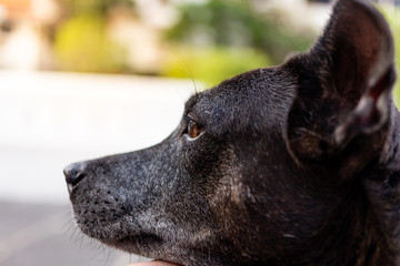 The head of the dog in the children's hands on sunshine day. Selective focus.