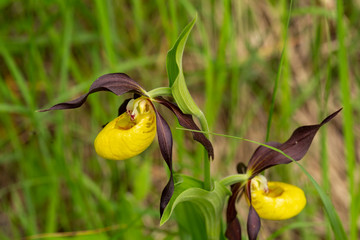Eine Orchidee Gelber Frauenschuh mit zweiblütigem Trieb am Waldrand