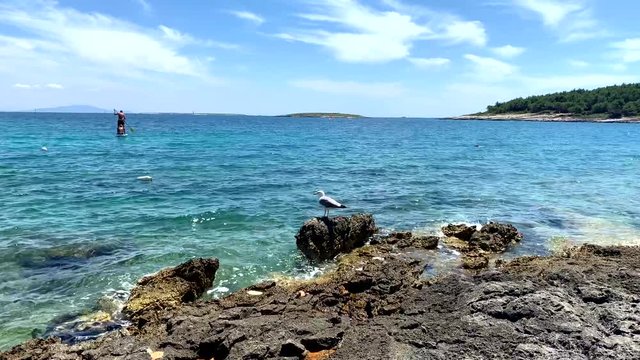 Seagull stands on the rocks in Premantura Croatia. The sun is shining. A stand up padler is in the background.