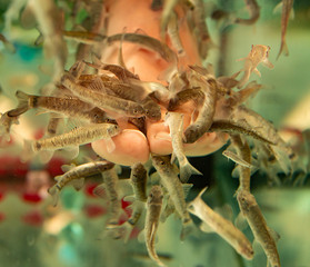 small fish do pedicure on their feet