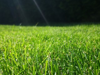 green grass with water drops
