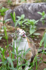 草を食べる猫