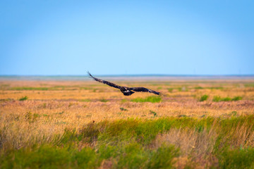 Flight of Steppe eagle or Aquila nipalensis