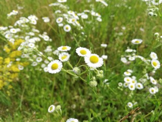 field of daisies