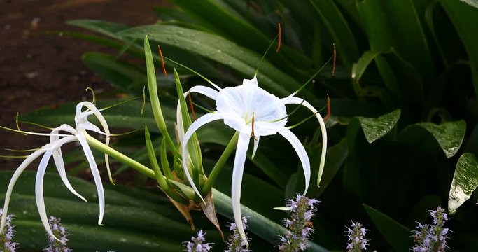 Alligator Lily(Hymenocallis palmeri) flower in a garden.