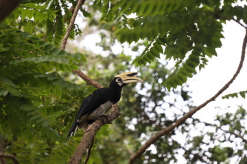 Bucerotidae Hornbill Bird Great hornbill family of bird found in tropical and subtropical Africa, Asia and Melanesia.