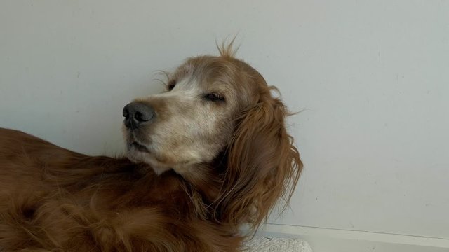 An old Irish setter wakes up from a sleep. The dog looks around and returns to sleeping.