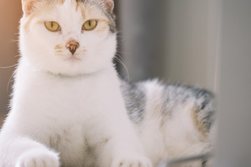 Portrait of cute parti-colour cat lying on the floor and looking on the camera with the sun light background.