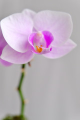 Fototapeta na wymiar orchid on white background