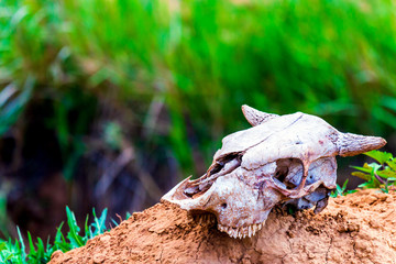 Close uo old cow skull on ground