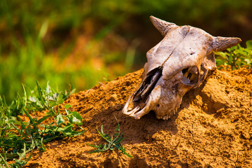 Close uo old cow skull on ground