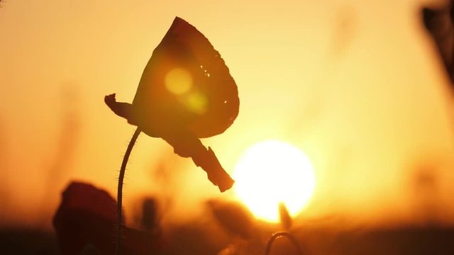Magic red poppies growing in a horizonless field in Ukraine at glittering sunset 