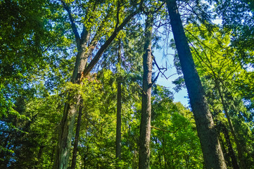 Obraz premium Landscape of the Bialowieza Primeval Forest, Poland and Belarus