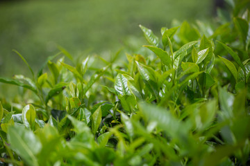 Tea plantation. Tea leaves, close-up. Green, fresh, tea leaves growing on the plantation. Tea in the sun
