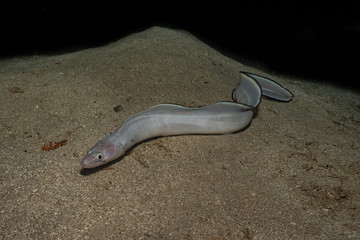 Snake Eel in the Red Sea Colorful and beautiful, Eilat Israel