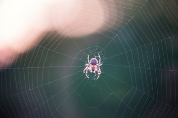 spider weaves a web of close-up, macro background