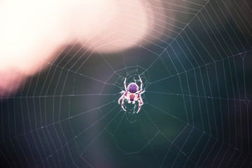 spider weaves a web of close-up, macro background