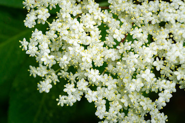 Macro of delicate amazing blossoming of black sambucus (Sambucus nigra) on dark green background of...