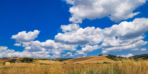 Fototapeta premium colline di grano giallo in campagna toscana