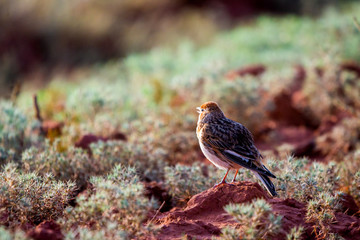 White-winged Lark or Alauda leucoptera sits on ground