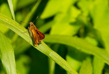 detail of skipper butterfly on top a leaf