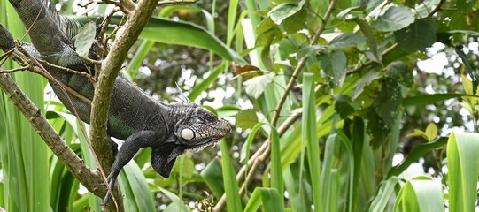 Iguana in its original rain forest habitat near the Amazon river, Colombia