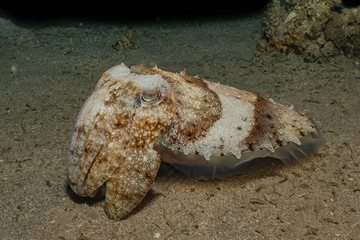 Octopus king of camouflage in the Red Sea, eilat israel 