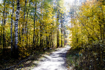 Fototapeta premium Autumn forest nature. Vivid morning in colorful forest with sun rays through branches of trees.