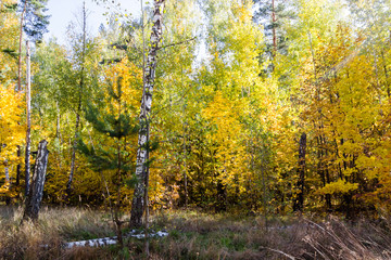 Fototapeta premium Autumn forest nature. Vivid morning in colorful forest with sun rays through branches of trees.