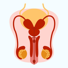 Male reproductive system anatomical design vector illustration