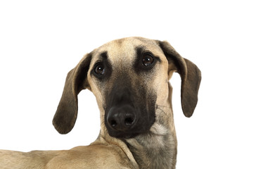 Portrait of an Arabian Sloughi dog 