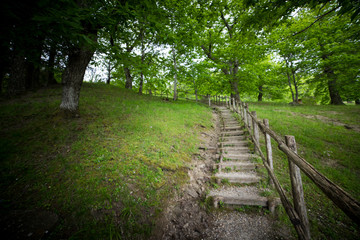 Wooden staircase in forest landscape.