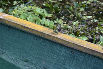 Dragonfly on rim of small boat floating on the Amazon river in the Peruvian rain forest 