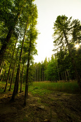 Beech forest in Foreste Casentinesi National Park, Italy.