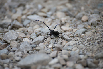 Lesser capricorn beetle on rocky soil