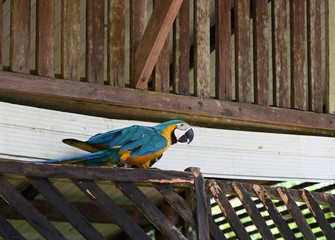 Colorful parrot in Colombian National Park within the Amazon river rain forest  © Julian